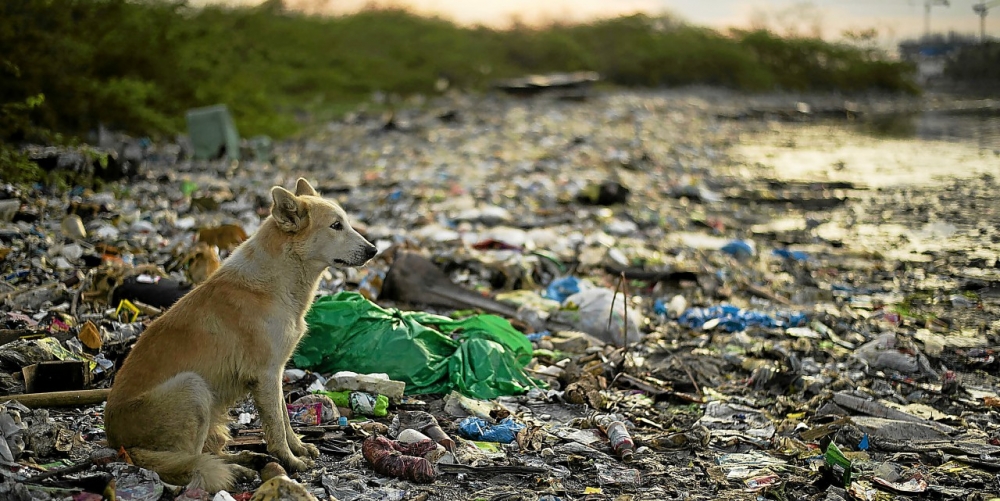 Chien au milieu de plastiques